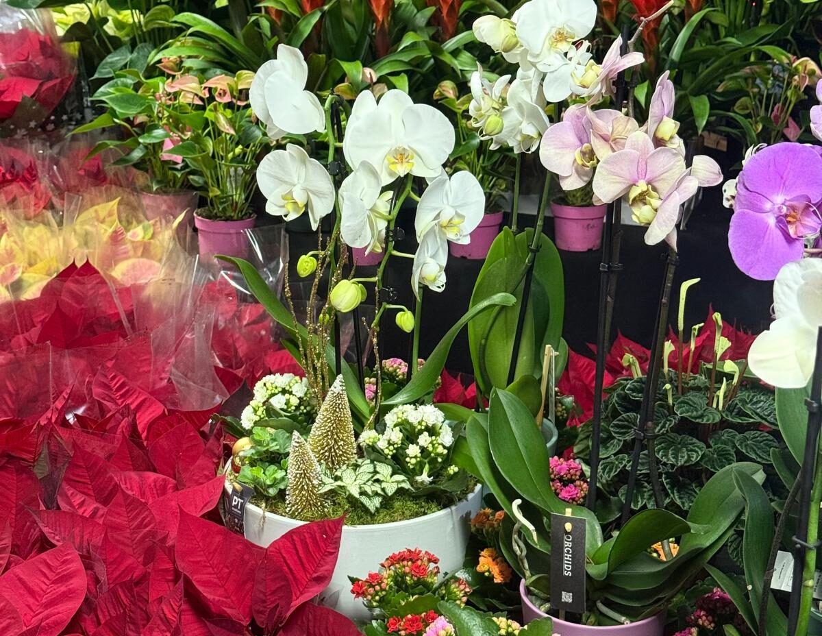 Fiori e Piante Frascati